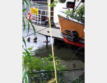 Ein historisches Boot namens "Zille" liegt an einem Ufer vor Anker, umgeben von Wasser, Pflanzen und einer kleinen Metallabsperrung. Im Vordergrund sind Büsche und herabhängende Äste, während Enten im Wasser schwimmen.