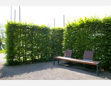 Eine Holzbank mit Metallrahmen steht auf einem Kiesweg, umgeben von hohen, dicht gewachsenen Hecken aus grünem Laub. Im Hintergrund sind vereinzelte Pfosten und Bäume sichtbar.