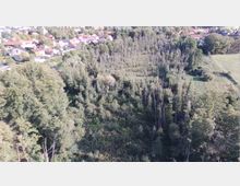 Luftaufnahme eines Waldrands mit dichtem Bewuchs aus jungen und älteren Bäumen, angrenzend an eine offene Wiese. Im Hintergrund sind Dächer und Gebäude einer kleinen Siedlung zu sehen.