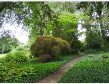 Ein grüner Garten mit dichtem Laubwerk, verschiedenen Bäumen und Sträuchern sowie einem schmalen gepflasterten Weg, der sich durch die Vegetation schlängelt. Im Hintergrund sind hohe Bäume und offene Rasenflächen sichtbar.