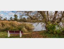 Eine Holzbank mit weißem Gestell steht auf einer Wiese am Ufer eines Sees, umgeben von Schilf, herbstlichem Laub und kahlen Bäumen. Im Hintergrund ist ruhiges Wasser und eine bewaldete Uferlandschaft zu sehen.