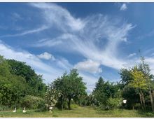 Ein grüner Garten mit blühenden Bäumen, Sträuchern und einem Rosenstrauch im Vordergrund. Im Hintergrund ein blauer Himmel mit weißen Wolkenformationen, zwei weiße Dekoschwäne stehen im Gras.