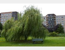 Eine grüne Parklandschaft mit einer großen Trauerweide im Vordergrund, daneben eine grüne Parkbank. Im Hintergrund befinden sich Wohnblöcke mit großen Fenstern und Balkonen.