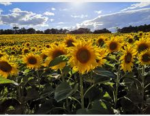 Ein weitläufiges Sonnenblumenfeld unter einem teilweise bewölkten Himmel, beleuchtet von Sonnenstrahlen. Im Hintergrund ist eine Baumreihe zu erkennen.