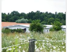 Eine Wiese mit wild wachsenden Blumen und Pflanzen im Vordergrund, im Hintergrund weiße Gebäude mit roten Ziegeldächern und flachen Dächern, umgeben von Bäumen und Wald. Ein Zaunpfosten mit gespanntem Draht ist im Vordergrund sichtbar.