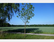 Baum neben einem schmalen Weg in einer Wiesenlandschaft mit grünem Feld im Hintergrund, gesäumt von einer Waldlinie unter klarem, blauem Himmel.