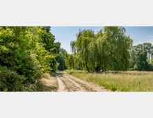 Ein unbefestigter Weg führt durch eine ländliche Landschaft mit hohen Bäumen und dichtem Grün auf der linken Seite sowie einer Wiese mit vereinzelten Weidenbäumen auf der rechten Seite unter einem klaren blauen Himmel.