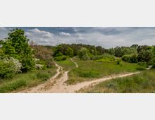 Weitläufige Grünfläche mit mehreren sandigen Wegen, die sich durch Wiesen und Büsche schlängeln, umgeben von dichten Bäumen im Hintergrund unter einem leicht bewölkten Himmel.