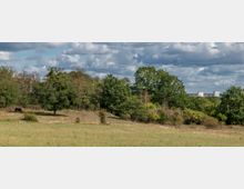 Weite Wiesenlandschaft mit vereinzelten Bäumen und Büschen, im Hintergrund dichter Wald sowie moderne Hochhäuser am Horizont unter einem bewölkten Himmel; ein schwarzes Pferd grast links im Bild.