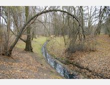 Eine herbstliche Waldlandschaft mit spärlichem Laub auf dem Boden und einem kleinen, schmalen Bach, der sich zwischen den Bäumen schlängelt. Ein heruntergebogener Baum ragt bogenförmig über den Bach.