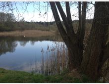 Ein ruhiger See mit Schilf am Ufer, umgeben von Bäumen und Wald; im Vordergrund stehen zwei große Baumstämme.