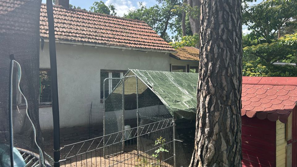 Hinterhof mit einem kleinen verputzten Gebäude mit rotem Ziegeldach, davor ein eingezäunter Käfig mit grünem Planendach. Im Vordergrund steht ein großer Baumstamm, rechts ist ein rotes Gartenhaus mit Schindeldach zu sehen.