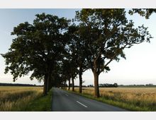 Eine gerade Landstraße, die von großen Bäumen gesäumt ist, verläuft durch eine ländliche Umgebung mit Feldern auf beiden Seiten. Der Himmel ist klar, und die Szenerie ist von natürlichem Licht durchflutet.