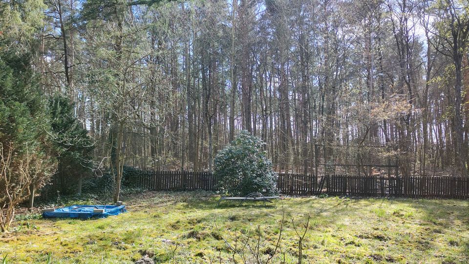 Großer, grasbewachsener Garten mit verstreuten Sträuchern und niedrigen Gartenobjekten, eingefasst von einem dunklen Holzzaun. Dahinter schließt sich ein dichter Wald aus hohen Kiefern und laubfreien Bäumen unter hellem Himmel an.