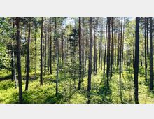 Kiefern- und Birkenwald mit dichtem Unterwuchs aus grünem Moos und Sträuchern, durch den Sonnenlicht zwischen den Baumstämmen fällt.