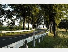 Landstraße mit Leitplanken, flankiert von einer Reihe hoher Bäume. Verkehrszeichen weisen auf ein Tempolimit von 80 km/h und eine Gefahr durch Baumalleen hin; Wiesen und Felder sind im Hintergrund sichtbar.