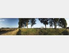 Landschaft mit einer Straße, die von Bäumen gesäumt ist; im Vordergrund sind Getreidefelder und Gras zu sehen, während ein weißes Auto die Straße entlangfährt. Der Himmel ist klar und blau.