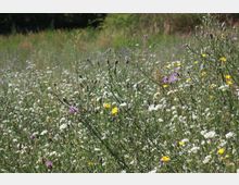 Wiese mit blühenden Wildblumen in verschiedenen Farben, darunter weiße, gelbe und lila Blüten; im Hintergrund sind Bäume und hohes Gras zu sehen.