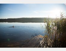 Ein ruhiger See bei Sonnenaufgang, mit einem Holzsteg im Vordergrund und Schilfpflanzen am rechten Bildrand. In der Ferne schwimmt eine Person im Wasser, umgeben von sanften Wellen, und am Horizont erstreckt sich eine bewaldete Landschaft.