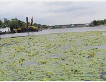Flusslandschaft mit gelben Seerosen, die auf der Wasseroberfläche schwimmen. Im Hintergrund ist eine Brücke sowie ein Arbeitsboot mit einem gelben Bagger zu sehen, umgeben von Bäumen und bewölktem Himmel.