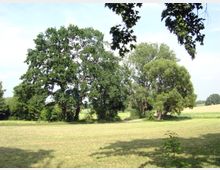 Wiese mit mehreren großen, dicht belaubten Bäumen in einer ländlichen Umgebung. Im Hintergrund sind Felder und ein schmaler Pfad zwischen den Bäumen sichtbar, unter einem klaren Himmel.