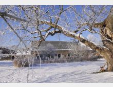 Schneebedeckte Landschaft mit einem großen Baum im Vordergrund, dessen Äste von Raureif bedeckt sind, und einem Gebäude mit Ziegelfassade und wellblechgedecktem Dach im Hintergrund. Der Himmel ist blau und die Umgebung wirkt ruhig und winterlich.