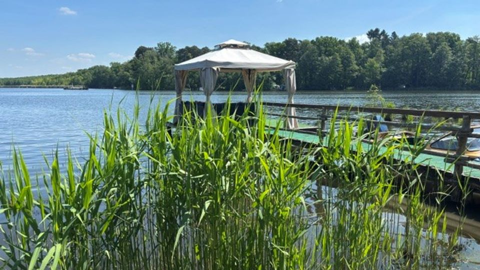 Holzsteg an einem ruhigen See mit einem kleinen, überdachten Pavillon am Ende. Im Vordergrund wachsen hohe Schilfpflanzen am Ufer, im Hintergrund verläuft eine bewaldete Uferlinie unter blauem Himmel.