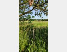 Eine ländliche Wiese mit hohem Gras, durchsetzt von einem schiefen Holzzaun. Im Hintergrund steht eine kleine Holzhütte, umgeben von Schafen, und im Vordergrund ragen Äste eines großen Baumes ins Bild.