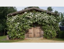 Holzgebäude mit mittiger Doppeltür, das fast vollständig von einer blühenden, weißblütigen Kletterpflanze bedeckt ist; umgeben von Rasen und Bäumen.