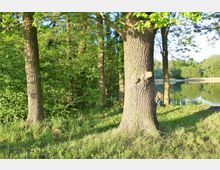 Waldstück mit mehreren Baumstämmen im Vordergrund, umgeben von grünem Laub und Gras, im Hintergrund ein ruhiger See mit Schilf am Ufer und bewaldeter Umgebung.