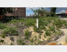 Eine sandige, bepflanzte Hügel- und Wiesenfläche mit verschiedenen Wildblumen und einem jungen Baum in der Mitte. Im Hintergrund sind ein Backsteingebäude, Straßenschilder und eine Brücke unter blauem Himmel.