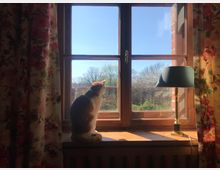 Eine Katze sitzt auf der Fensterbank eines hölzernen Fensters und schaut nach draußen auf eine Landschaft mit Bäumen unter einem klaren blauen Himmel. Links und rechts des Fensters hängen geblümte Vorhänge, und rechts steht eine Tischlampe mit grünem Lampenschirm.