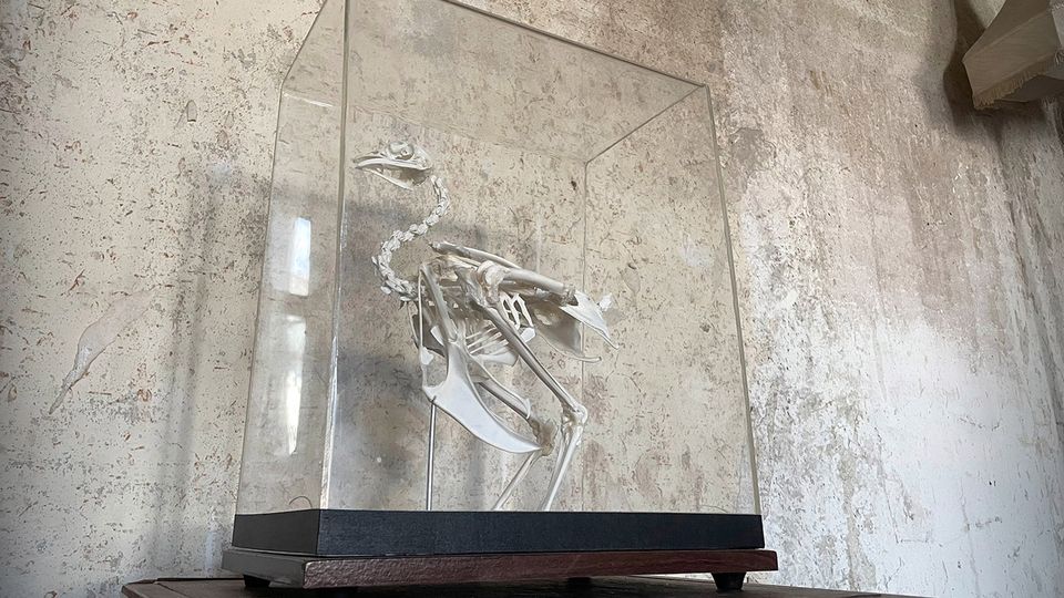 Glasvitrine mit einem Vogelskelett auf einem dunklen Sockel, ausgestellt auf einem Holzpodest. Dahinter eine raue, helle Putzwand, die an einen Museums- oder Ausstellungsraum erinnert.