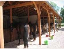 Holzüberdachter Pferdestall mit mehreren Boxen, in denen braune und graue Pferde stehen, einige mit Ausrüstung. Im Vordergrund stehen grüne und bunte Eimer auf einem gepflasterten Boden, im Hintergrund Bäume und Wiese.
