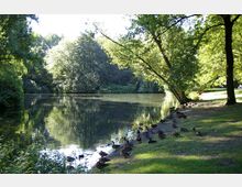 Ein ruhiger Park mit einem See, umgeben von üppigen, grünen Bäumen. Entlang des Ufers auf einer Wiese sitzen zahlreiche Enten, und das Wasser spiegelt die Bäume und das Licht wider.
