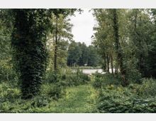 Ein Waldweg führt durch dichtes, grünes Blattwerk, umgeben von hohen Bäumen und Sträuchern. Im Hintergrund ist ein ruhiger See zu sehen, der von weiteren Bäumen umgeben ist.