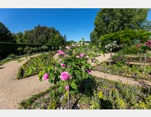 Ein Garten mit geschwungenen Kieswegen, umgeben von Blumenbeeten mit blühenden Rosen in verschiedenen Farben. Im Hintergrund befinden sich hohe Bäume und gepflegte Hecken unter einem klaren, blauen Himmel.