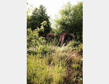 Wiese mit hohem Gras und Wildblumen, umgeben von dichtem Gebüsch und Bäumen unter hellem Tageslicht. Im Hintergrund sind größere grüne Laubbäume zu sehen.
