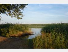 Ein Seeufer mit einem schmalen Holzsteg, umgeben von Schilf und Bäumen. Im Hintergrund ist eine ruhige Wasserfläche zu sehen, die von einem bewaldeten Horizont begrenzt wird.