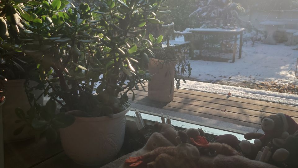 Ein Fenster mit Blick auf einen verschneiten Garten, umgeben von Bäumen, durch den die tiefstehende Sonne scheint. Im Vordergrund stehen Zimmerpflanzen in weißen Töpfen auf einer Fensterbank, die mit einer braunen Decke bedeckt ist.