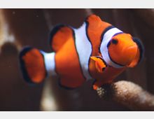 Ein Clownfisch in leuchtendem Orange mit weißen und schwarzen Streifen schwimmt in einem Aquarium, teilweise von Korallen umgeben. Der Hintergrund ist dunkel und unscharf.