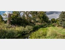 Eine schmale Flusslandschaft mit dichtem Schilf und hohen Bäumen entlang der Ufer, umgeben von Wiesen und einem wolkigen Himmel im Hintergrund. Auf der linken Seite steht ein trockener, knorriger Baumstumpf.