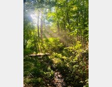 Ein dichter Wald mit hohen Bäumen, durch die Sonnenstrahlen scheinen. Im Vordergrund fließt ein kleiner Bach, umgeben von üppigem Grün und einem Holzsteg.