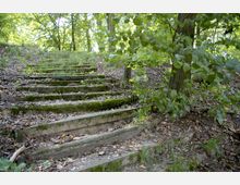 Eine verwilderte Treppe aus Holzstufen, die mit Moos und Gras bewachsen ist, führt durch einen dichten, grünen Wald. Im Boden liegen Blätter und Äste, und die Umgebung ist von Bäumen und Sträuchern umgeben.