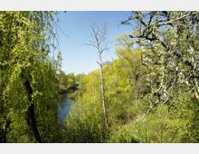 Waldlandschaft mit dichtem, grünem Laub und einem kleinen Fluss in der Mitte, umgeben von Bäumen. Ein kahler Baum ragt zwischen dem üppigen Blattwerk hervor, unter einem klaren blauen Himmel.