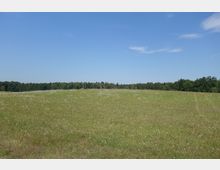 Weite Wiese mit verstreuten Wildblumen und Gräsern, umgeben von einem dichten Waldstreifen am Horizont unter einem klaren blauen Himmel.