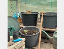 Eine Katze schaut aus einem großen schwarzen Pflanztopf in einem Gewächshaus heraus. Umgeben sind der Topf und der Tisch von Gartengeräten, kleineren Töpfen und Pflanzen in Erde.