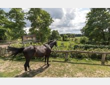 Ein schwarzes Pferd steht auf einer Wiese, die von einem Holzzaun begrenzt ist, und blickt auf eine weitläufige grüne Landschaft mit Bäumen und einem kleinen Holzgebäude im Hintergrund. Der Himmel ist bewölkt, und die Umgebung wirkt ländlich und naturbelassen.