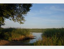 Ein kleiner Holzsteg ragt in einen ruhigen See, umgeben von dichtem Schilf und Bäumen am Ufer, unter einem klaren Himmel. Im Hintergrund ist eine flache Waldlandschaft zu sehen.
