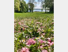 Grüne Wiese mit verstreuten rosa Blüten und Gänseblümchen im Vordergrund, umgeben von Bäumen. Im Hintergrund ist ein See mit Schilf und Bäumen am Ufer sichtbar.